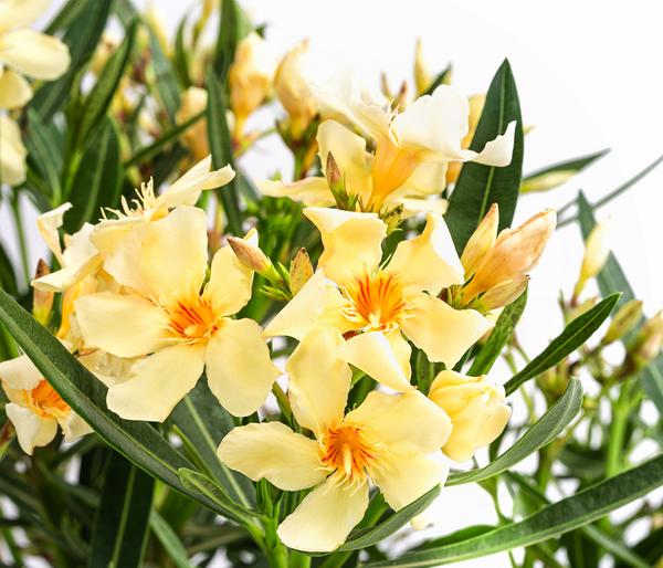 Oleander, Busch