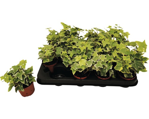Klimop, gemengde soorten, pot Ø 7 cm