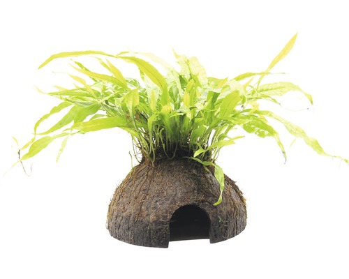 Javavaren kokosgrot - Microsorum pteropus Kokosgrot ca. 16 cm