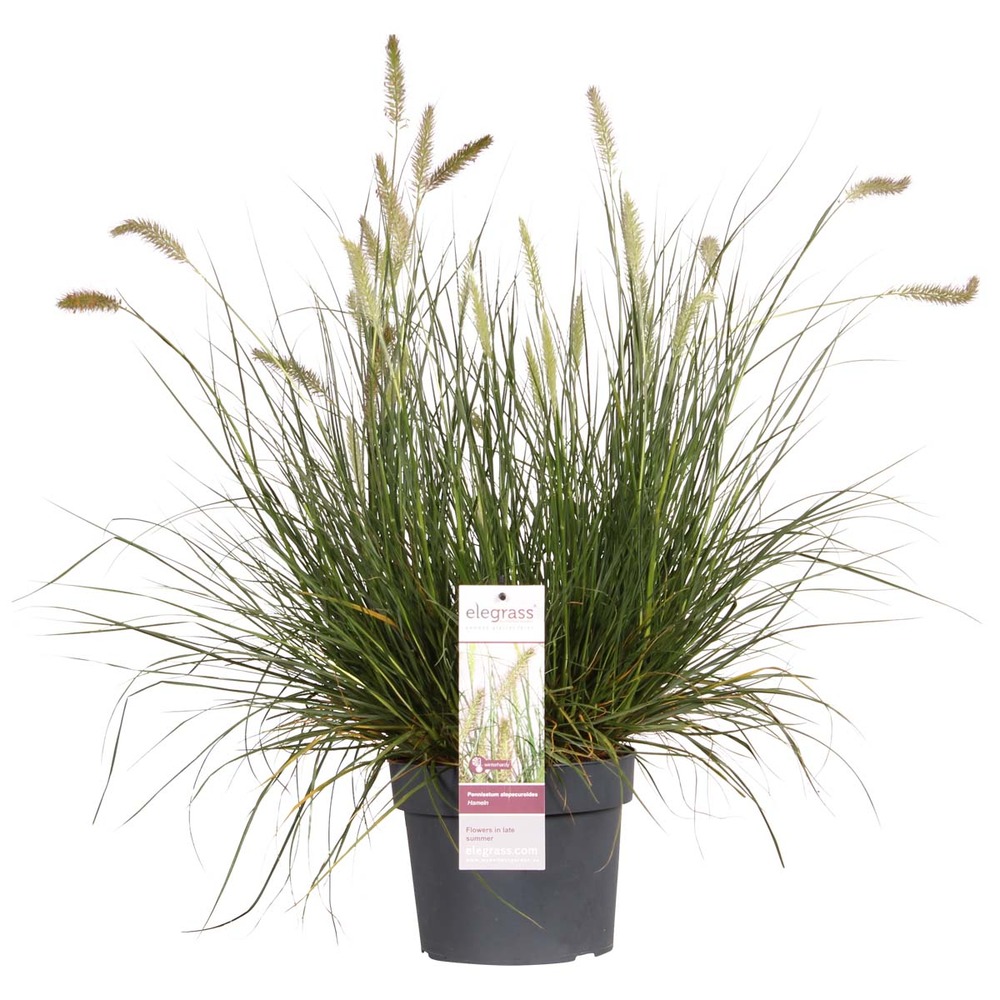 Pennisetum 'hameln' – herbe nettoyante pour lampe – graminée ornementale – facile d'entretien - ⌀ 19 cm - ↕35-45 cm