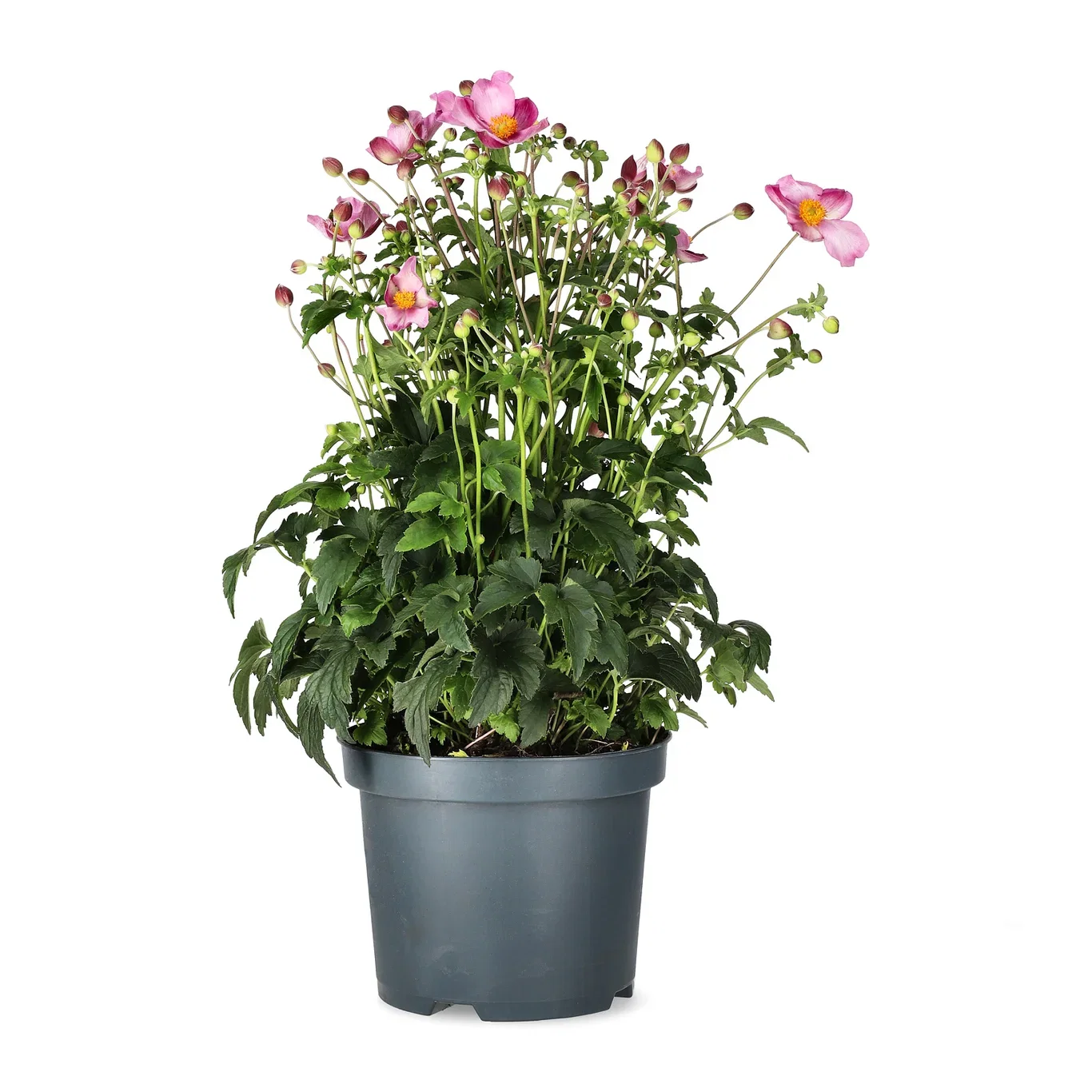 Anemone hupehensis FANTASY JASMINE ('Ifanfj') Høstanemone FANTASY JASMINE Ø19 cm