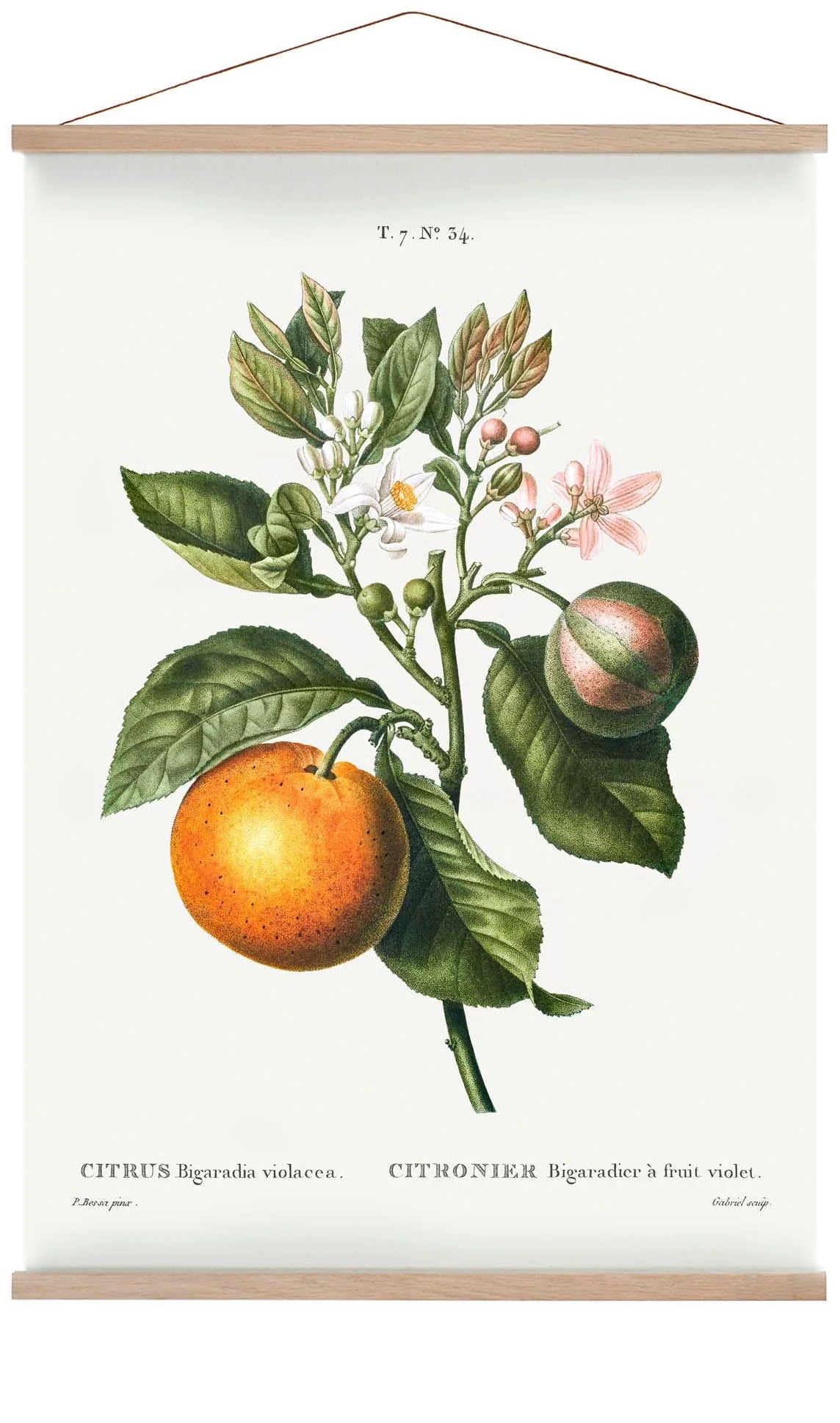 Bitterorange Blume