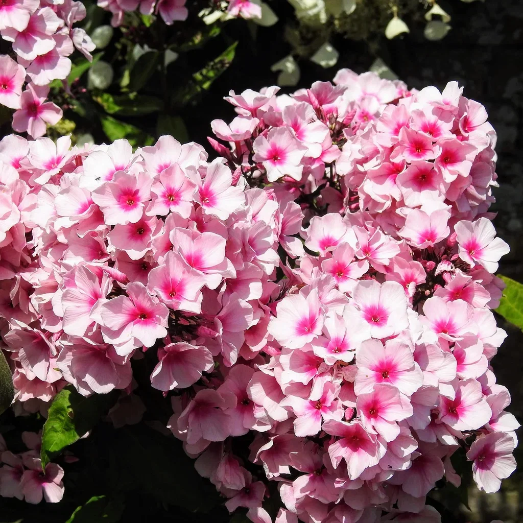 Phlox paniculata 'Bright Eyes' Høstfloks 'Bright eyes' Ø11 cm
