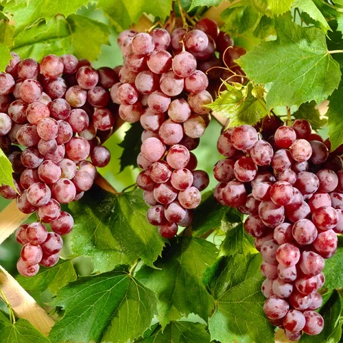 Vitis (Labrusca-Group) 'Spulga' Vinranke 'Spulga' Ø17 cm