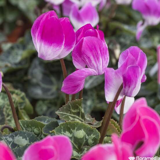 Cyclamen Indiaka® Jardinière L40cm