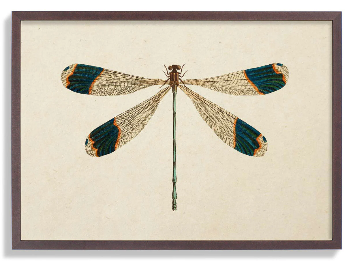 Libelle
