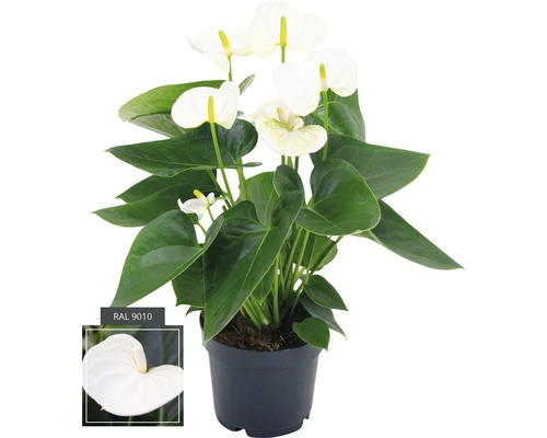 Flamingobloem/Anthurium FloraSelf Anthurium andreanum H 35-40 cm Ø 12 cm pot