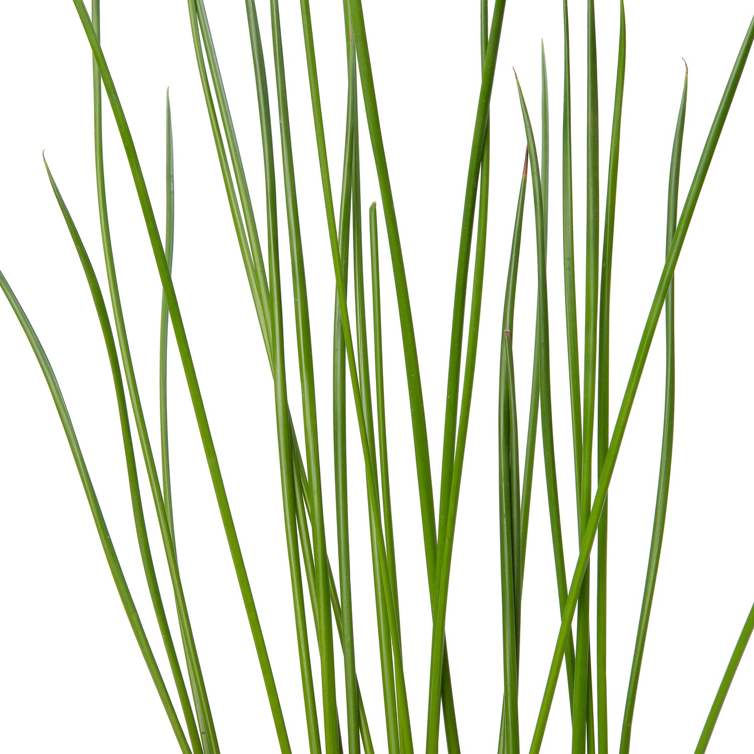 Pitrus (Juncus effusus) D 9 H 20 cm