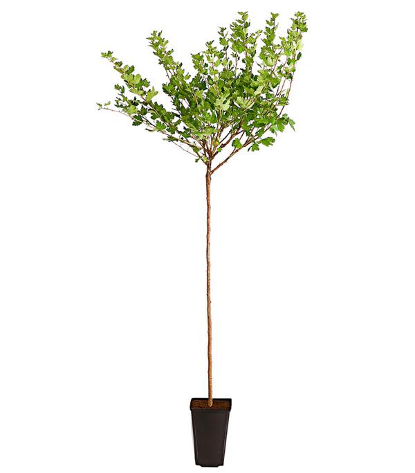 Stachelbeere 'Spinefree'