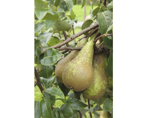 Biologische herfstpeer (Pyrus communis 'Conférence') FloraSelf Organic Stamhoogte 60 cm Totale hoogte ca. 130-150 cm Co 7,5 L Struik