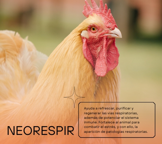 Neorespir 250 ml - Expectorante preventivo para doenças respiratórias em aves - Mucolítico para galinhas