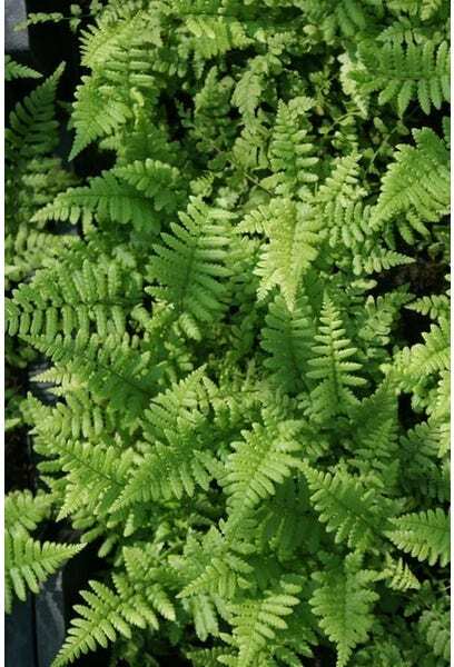 Schildvaren (Dryopteris affinis) D 9 H 20 cm