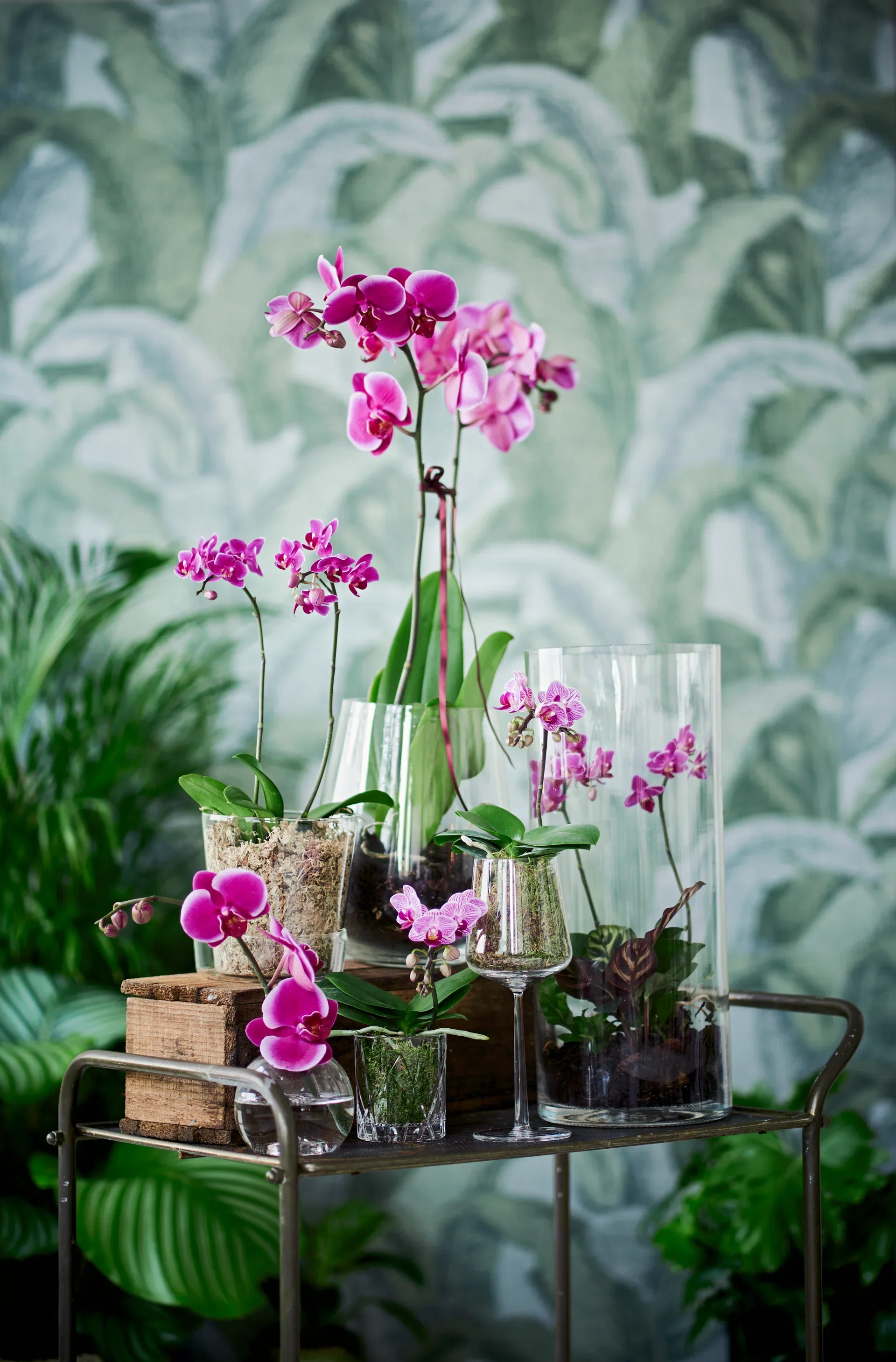Phalaenopsis hybrid Orkidé Høyde 25 cm