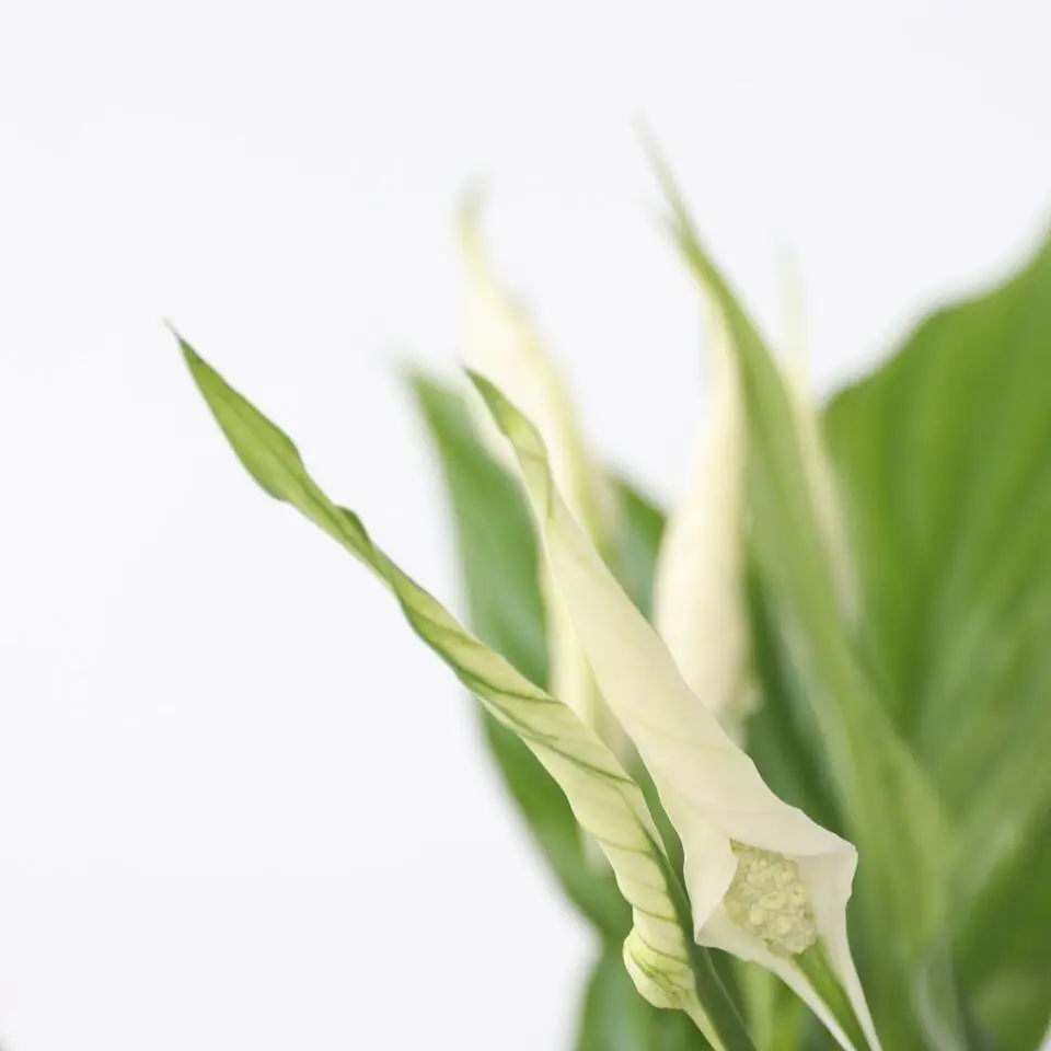 Lepelplant - Spathiphyllum 'Torelli' - Hoogte 30-45cm - ⌀12cm