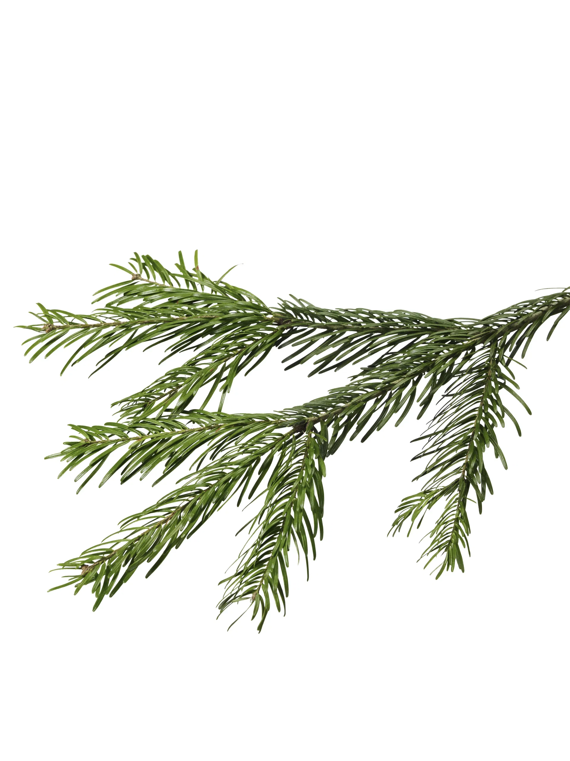 Abies nordmanniana Edelgran 160-190cm Høyde 160-190 cm