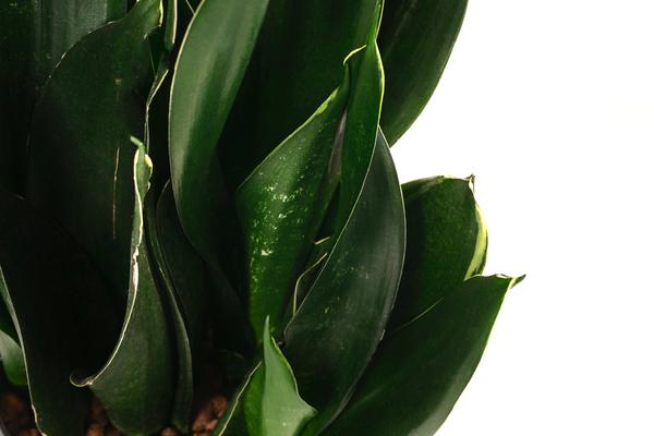 Bogenhanf - Sansevieria trifasciata 'Black