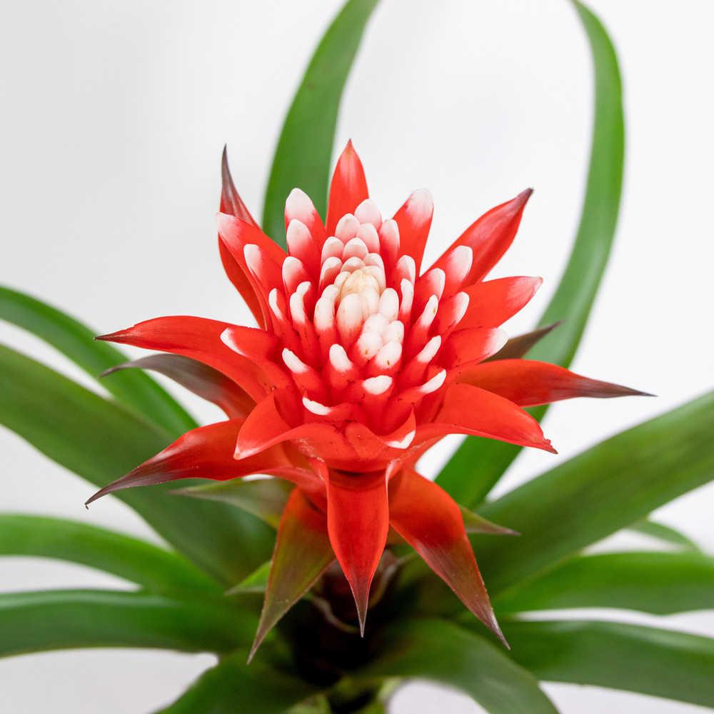 Guzmania hope – tube plant – plante d'intérieur – faible entretien – ⌀12 cm – ↕35-45 cm