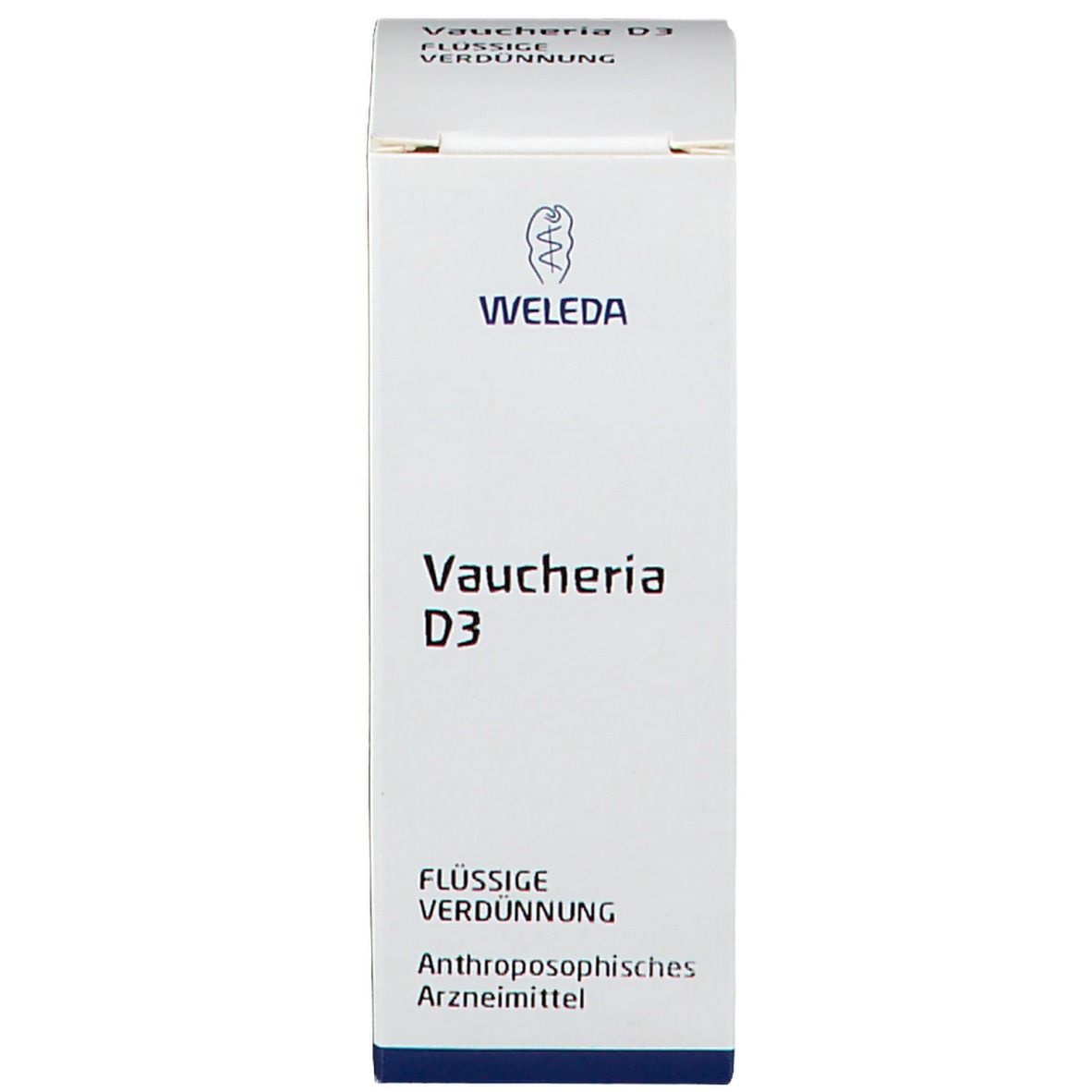 Vaucheria D3 Dilution
