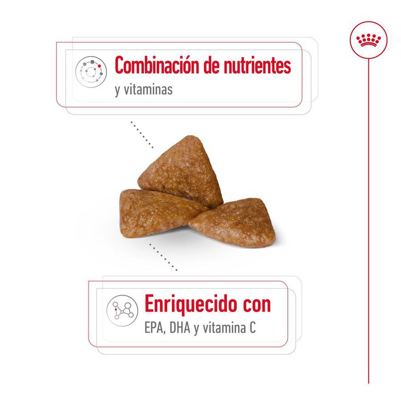 Ração Royal Canin X-Small para cães adultos com mais de 12 anos