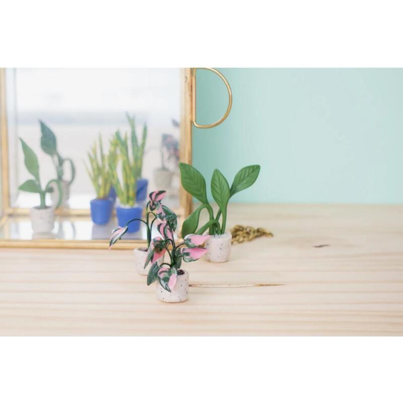 Kit starter, mini plantes