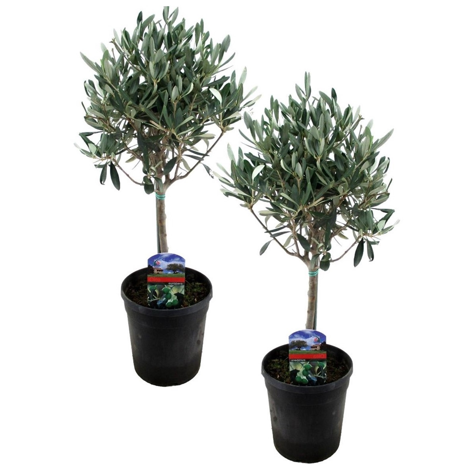 Olea europaea - set de 2 - olivier sur tige - pot 14cm - hauteur 45-55cm