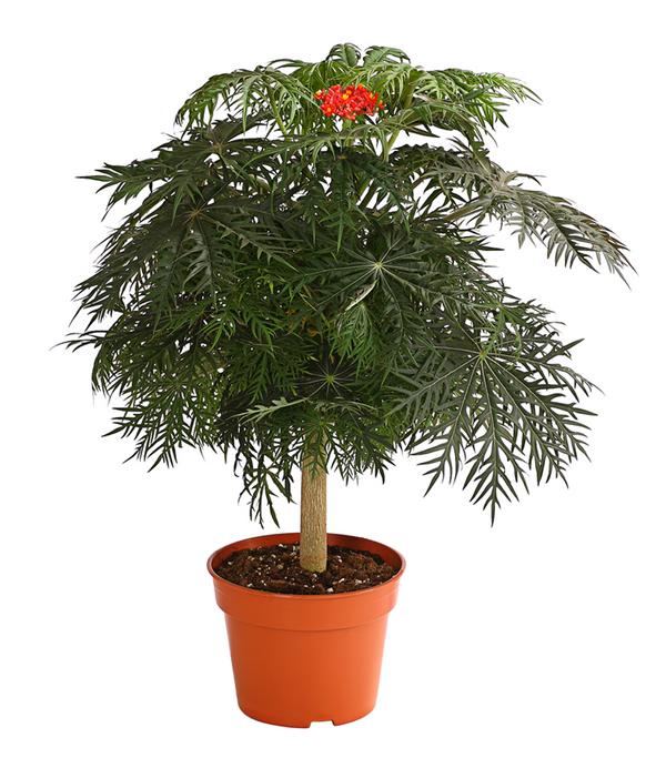 Korallenbaum - Jatropha multifida