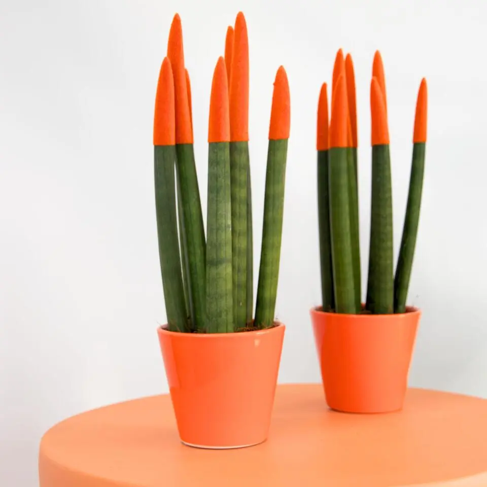 Vrouwentong - Set van 2 - Sansevieria cylindrica - Hoogte 20-40cm - ⌀9cm