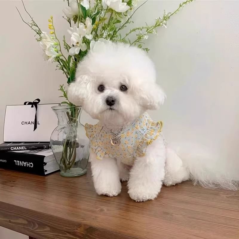 Cissilli - Bloemen Pet Top