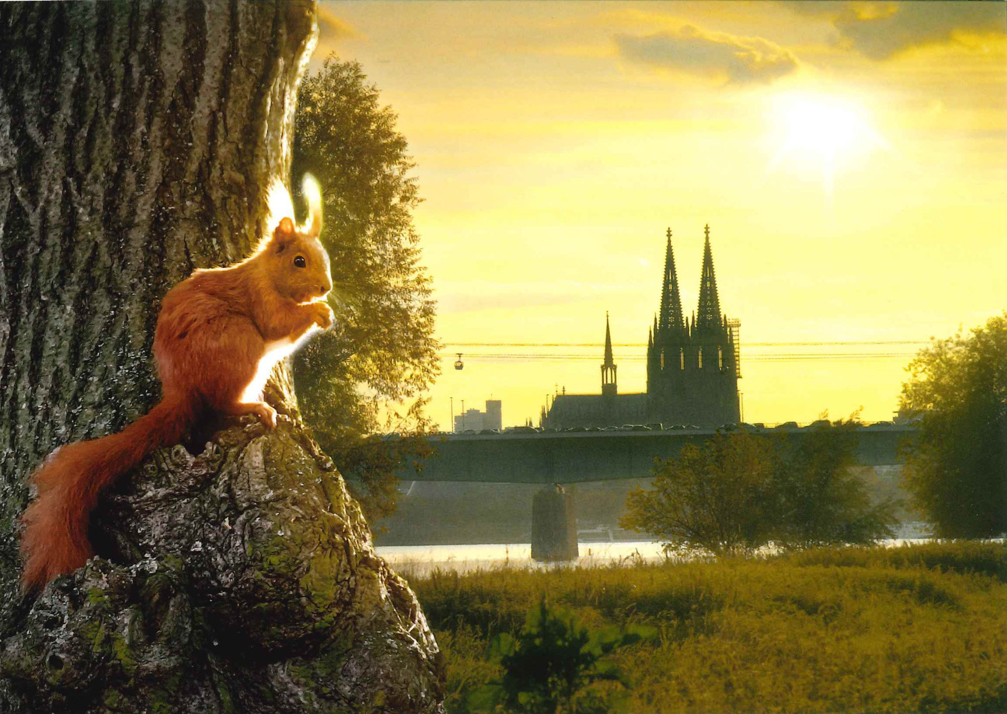 Postkarte 'Köln Eichhörnchen' günstig bestellen