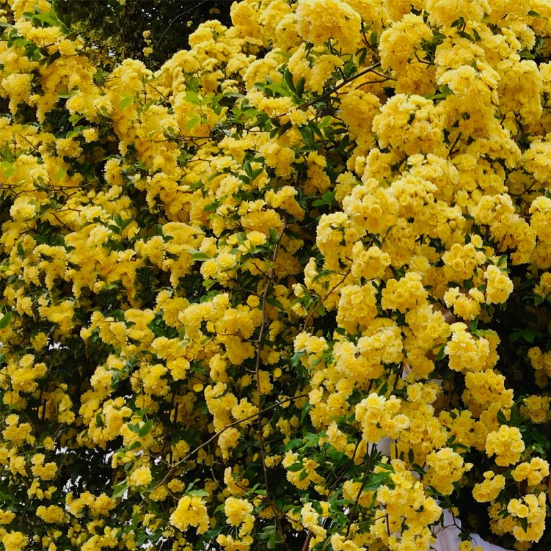 Rosa de banks 'lutea' - conteneur 3l
