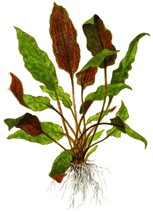 Waterplant Cryptocoryne Wendtii Mi Oya