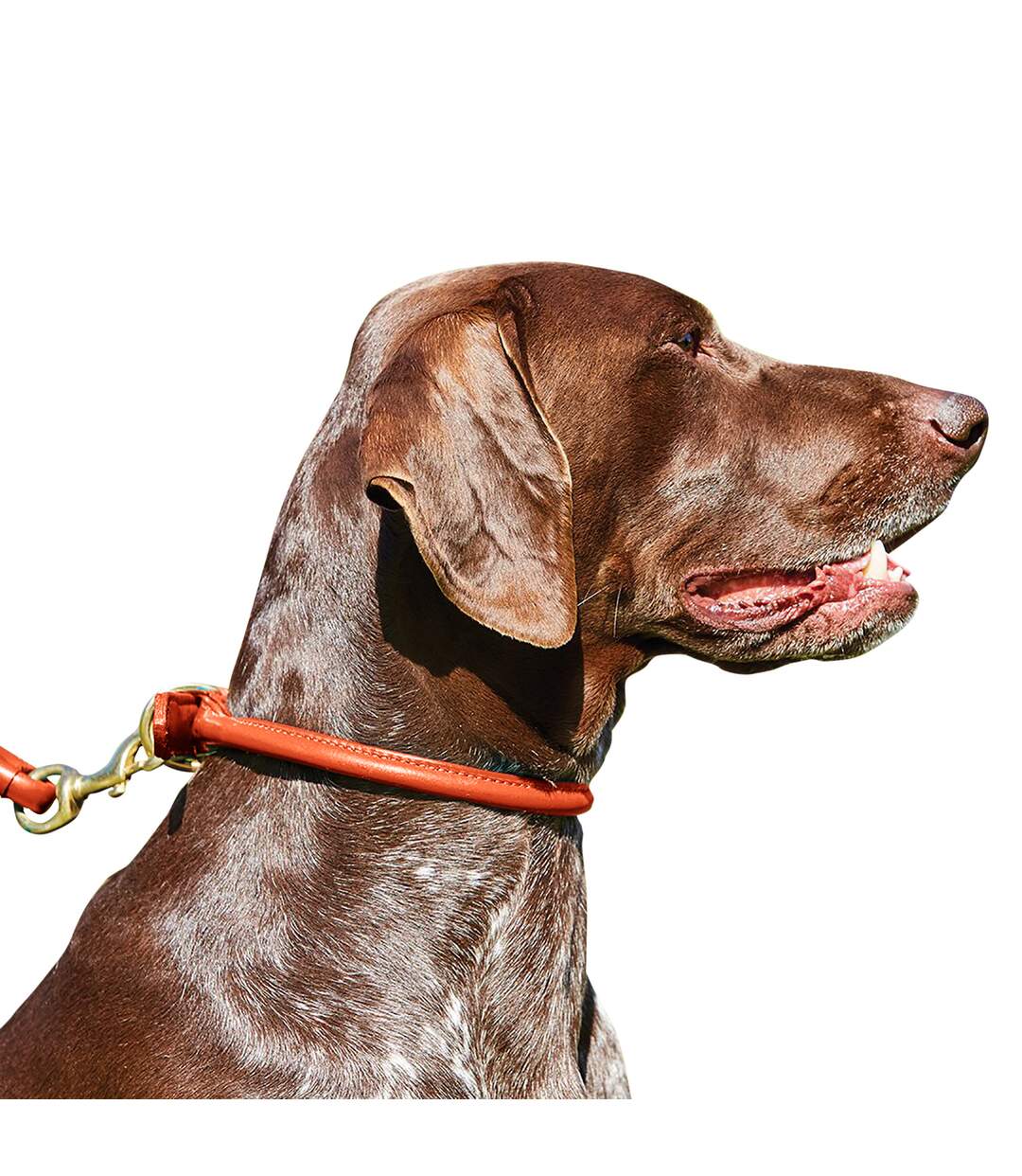 Weatherbeeta - Collier cuir - Chien (Marron clair) (XL) - UTWB1256
