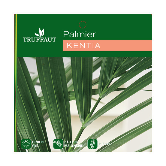 Kentia : H.90/100cm, D17cm