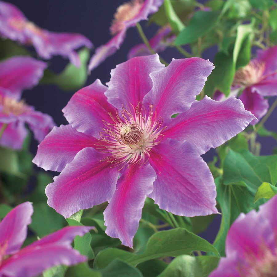 Bosrank (Clematis 'Dr. Ruppel') D 16 H 75 cm