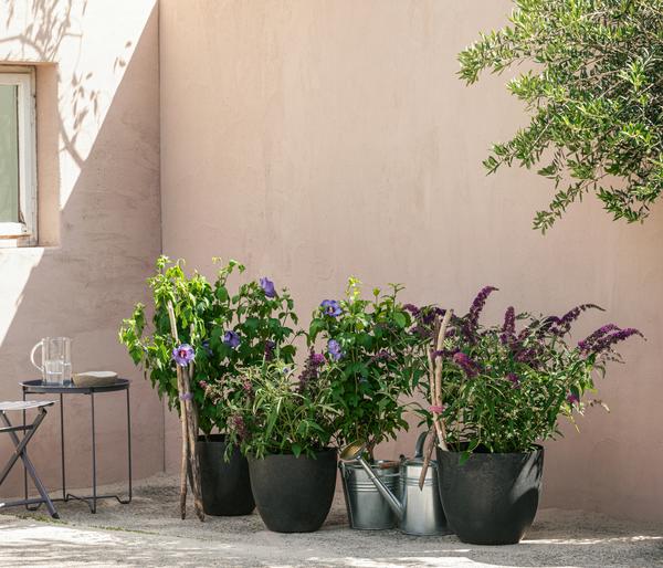 Sommerflieder, verschiedene Sorten