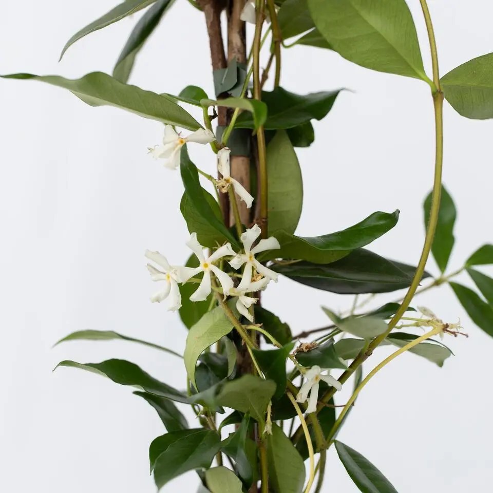 Jasmijn - Trachelospermum jasminoides - Hoogte 110-120cm - ⌀17cm