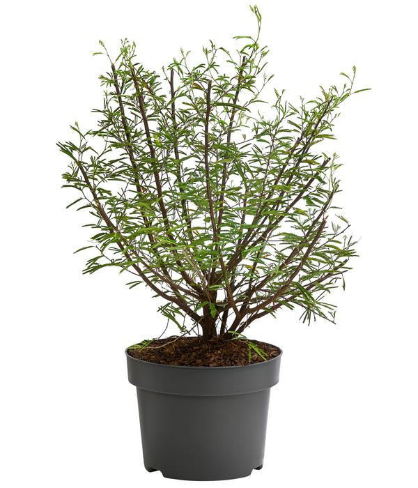 Rosa Puderquastenstrauch