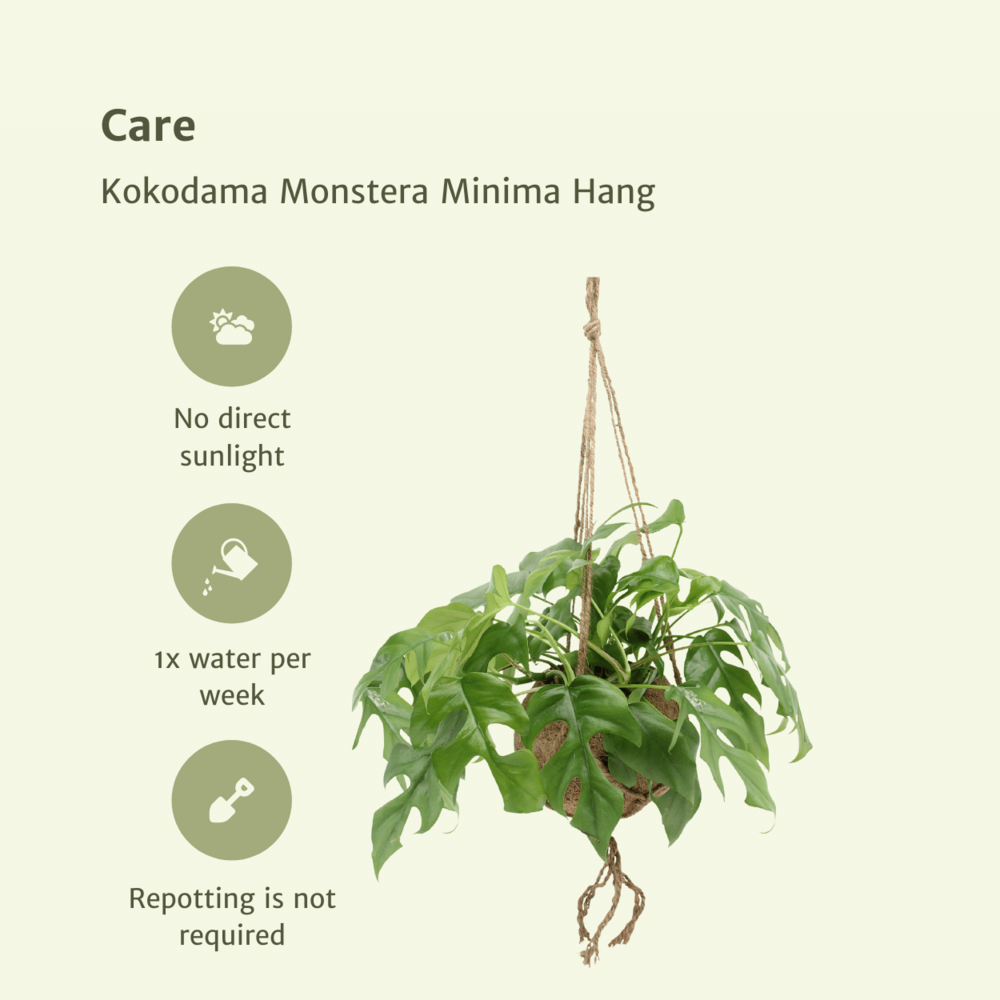 Plante d'intérieur - kokodama monstera - lot de 2 25cm