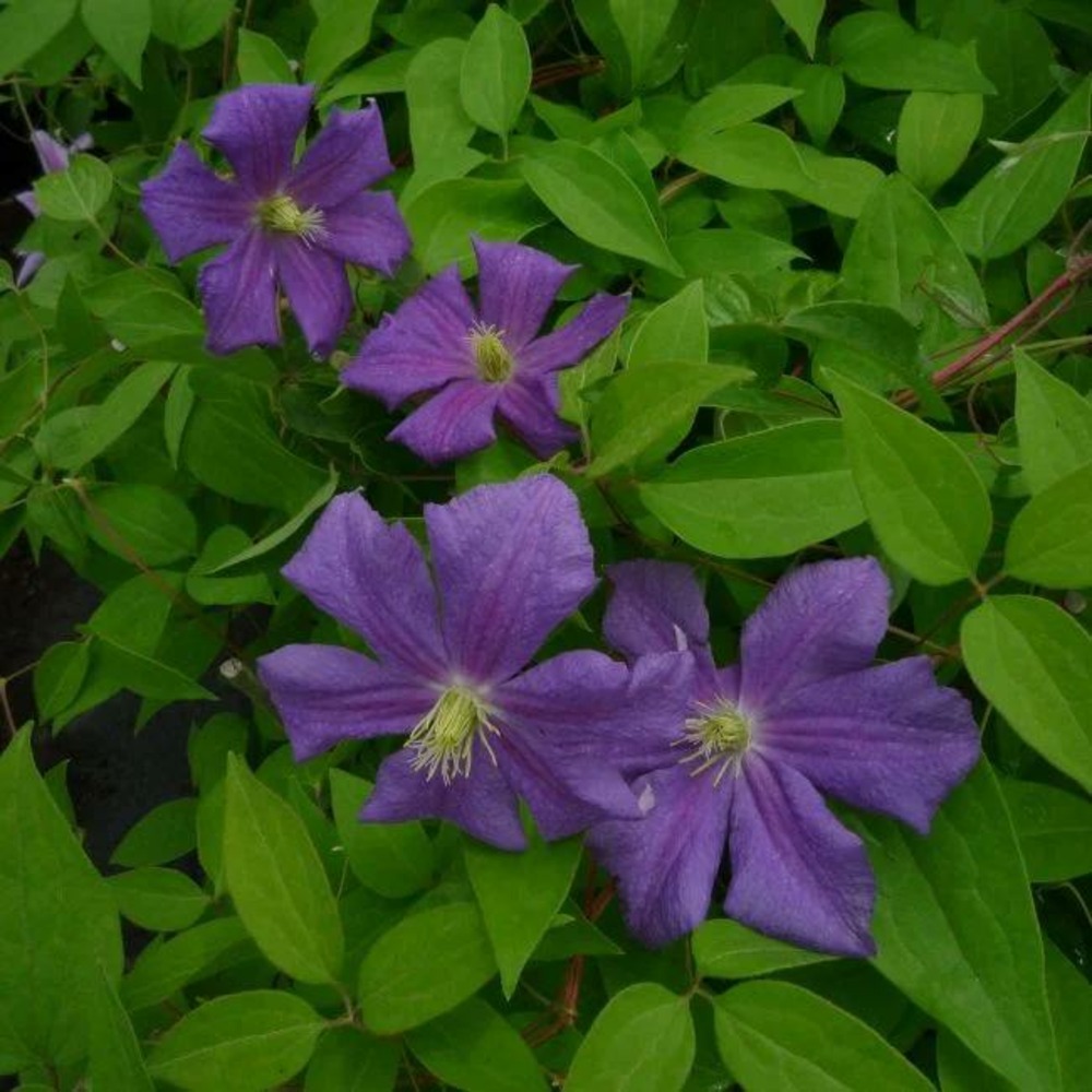 Clématite 'justa' - clematis 3l