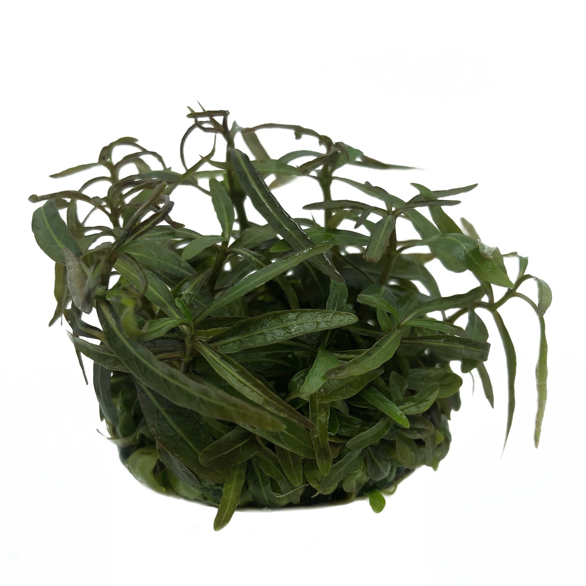Waterplant Hygrophila pinnatifida in vitro bakje