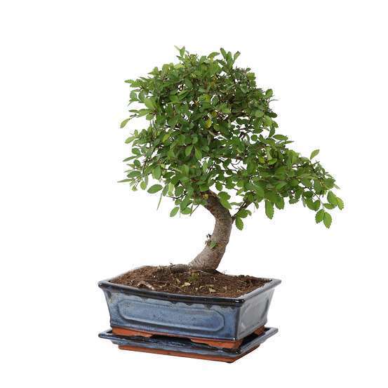 Bonsaï d'intérieur : forêt ficus 8 ans, soucoupe.