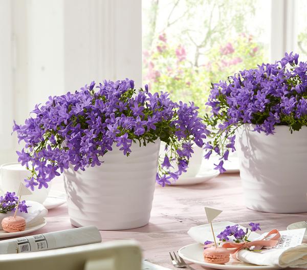Glockenblume - Campanula porscharskyana