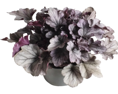 Paarse klokjes Heuchera 'Indian Summer Silver' H 5-20 cm Co 1.5 L