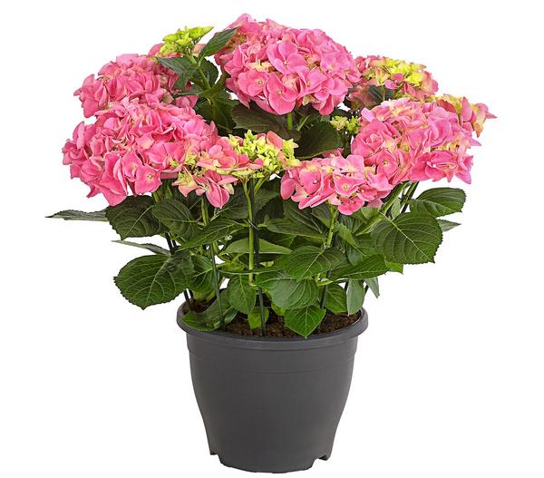 Bauern-Hortensie, ca. 40-50 cm