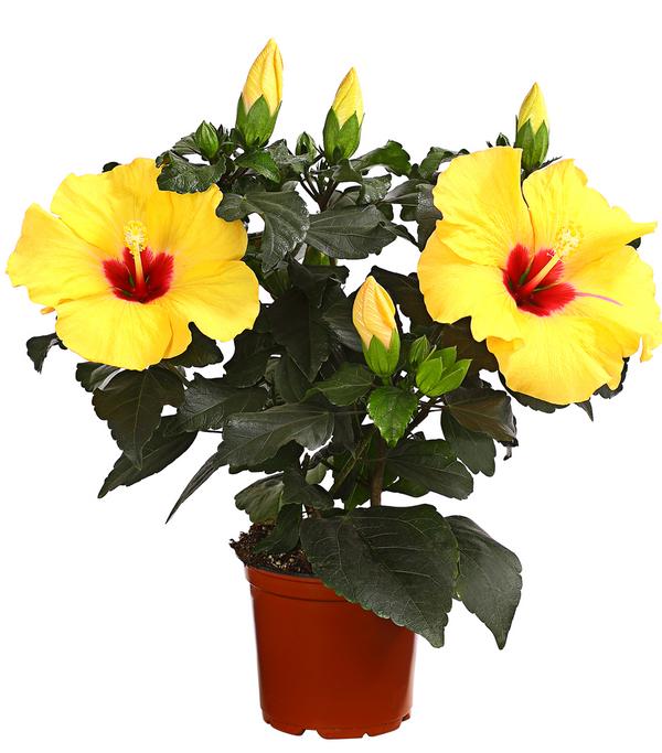 Zimmerhibiskus - Hibiscus rosa-sinensis