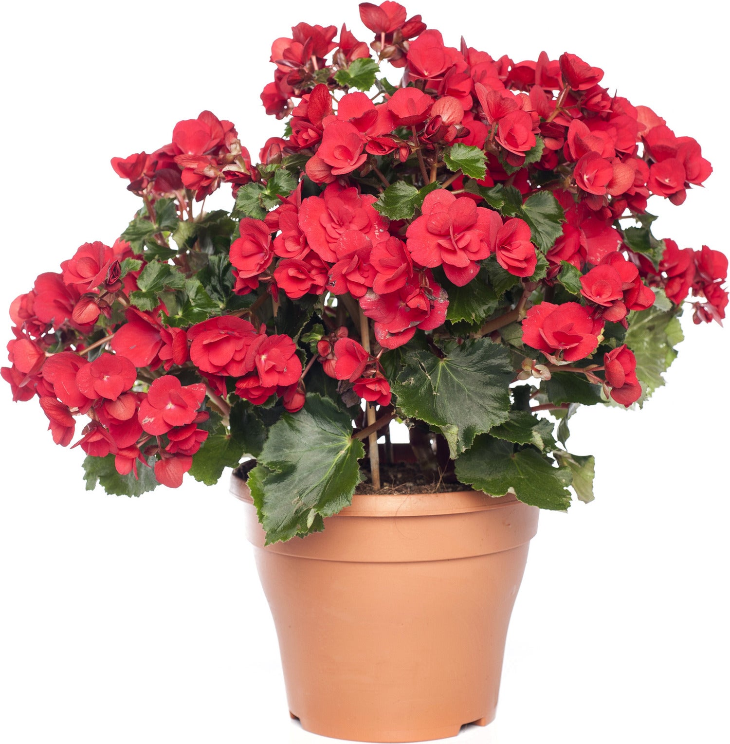 Begonia (Begonia 'el Grace') D 14 H 35 cm