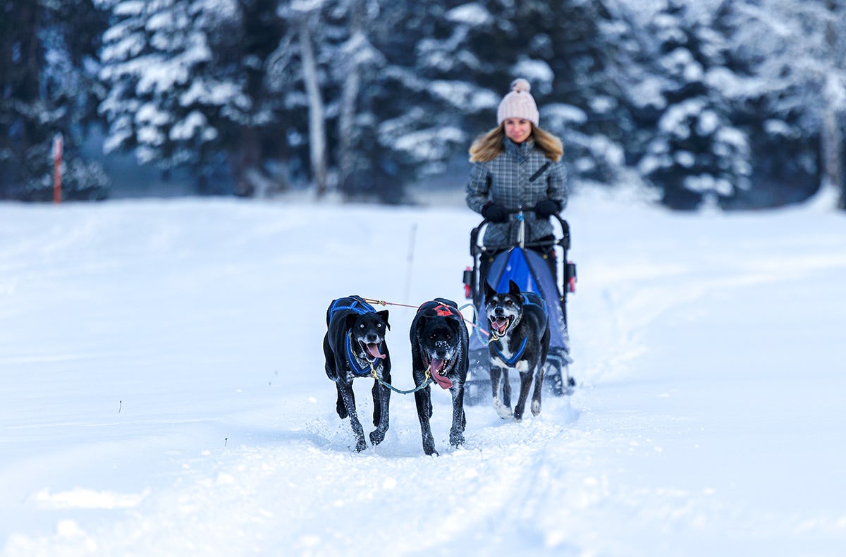 Schlittenhunde Workshop Telfs