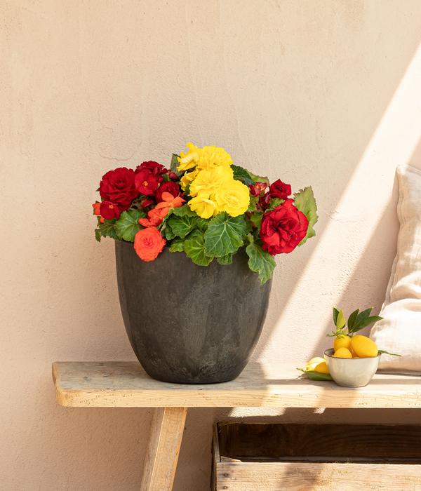 Begonie 'Solenia', verschiedene Farben