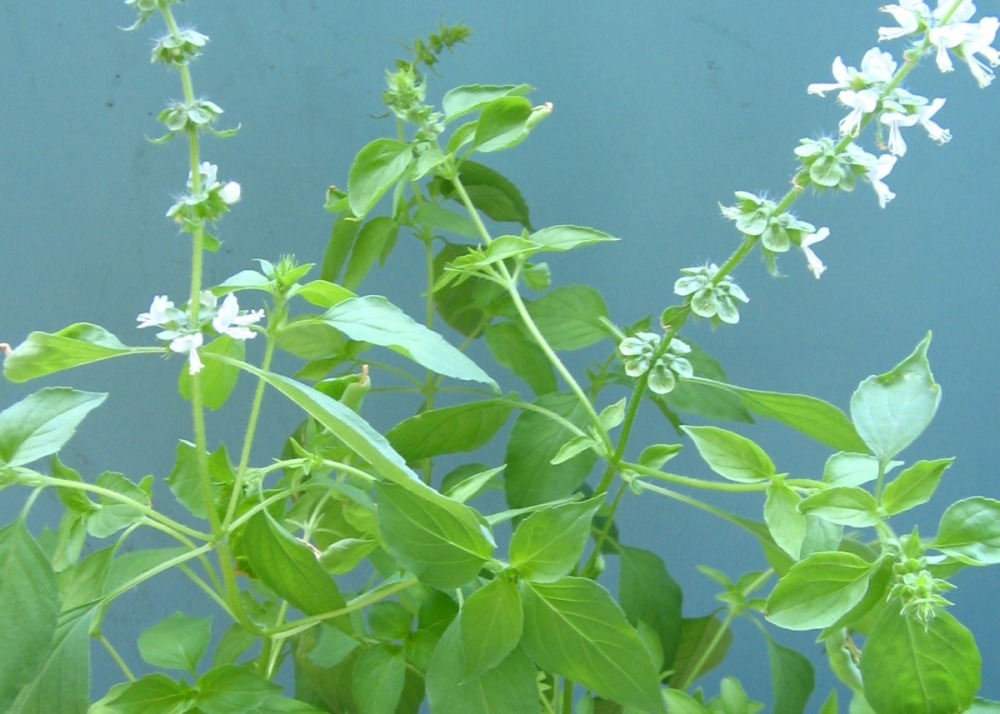 Jardin dans le sac - basilic citronné - 200 graines - ocimum citriodorum