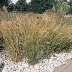Diamantgras (Stipa calamagrostis) D 9 H 10 cm